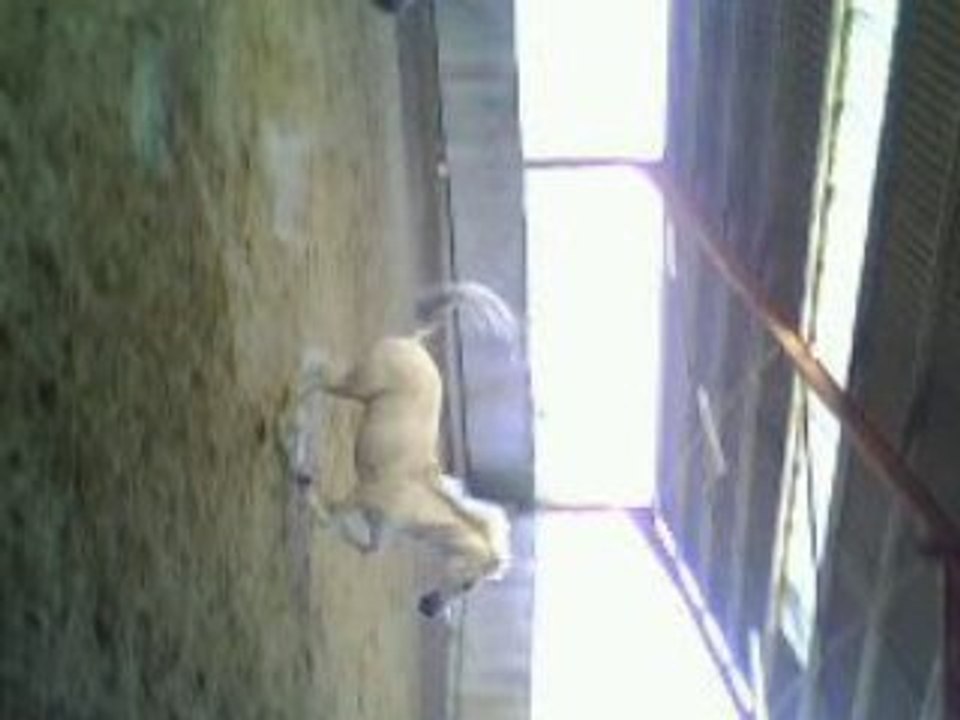 Jériw - en liberté