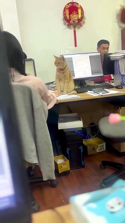 The Best Orange Cat Moment 😍😍😍