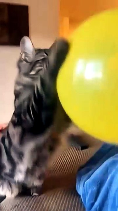 The Best 10 Moment Cats Funny