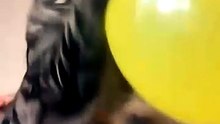 The Best 10 Moment Cats Funny