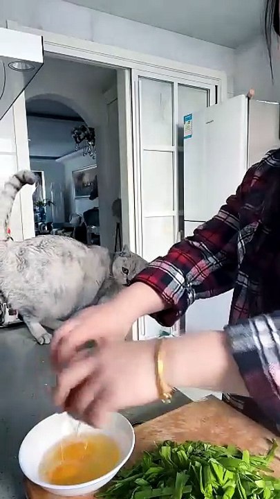Best Moment Cat Help 😸😸😸