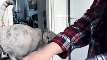 Best Moment Cat Help 😸😸😸