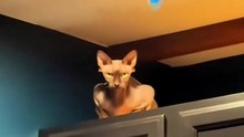Best Moment Cat Hiding 😸😸😸