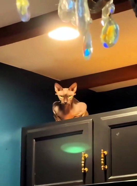 Best Moment Cat Hiding 😸😸😸