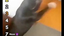 Best Prank Cat Moments 😸😸😸😸