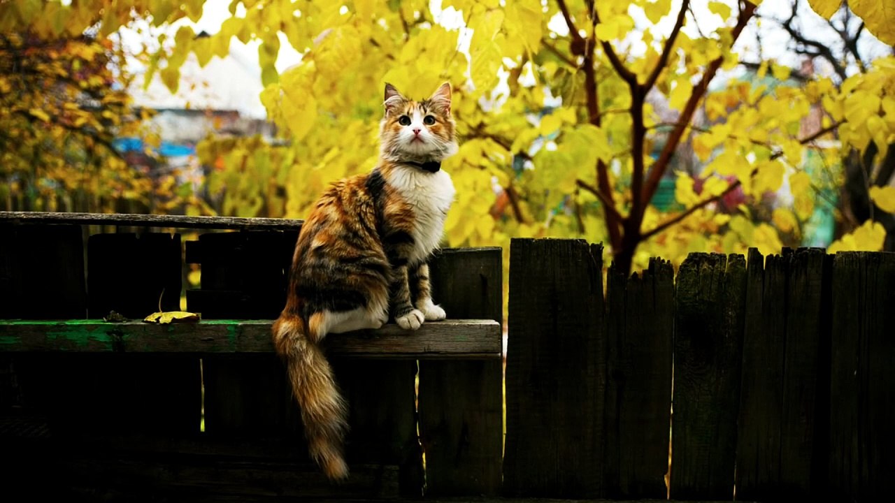 What is the silent killer of cats