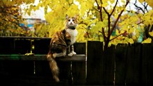 What is the silent killer of cats
