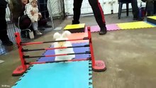 When Rabbits Become Comedy Stars! 🐰🤣 #FunnyRabbit #Trending#Funny#Viral