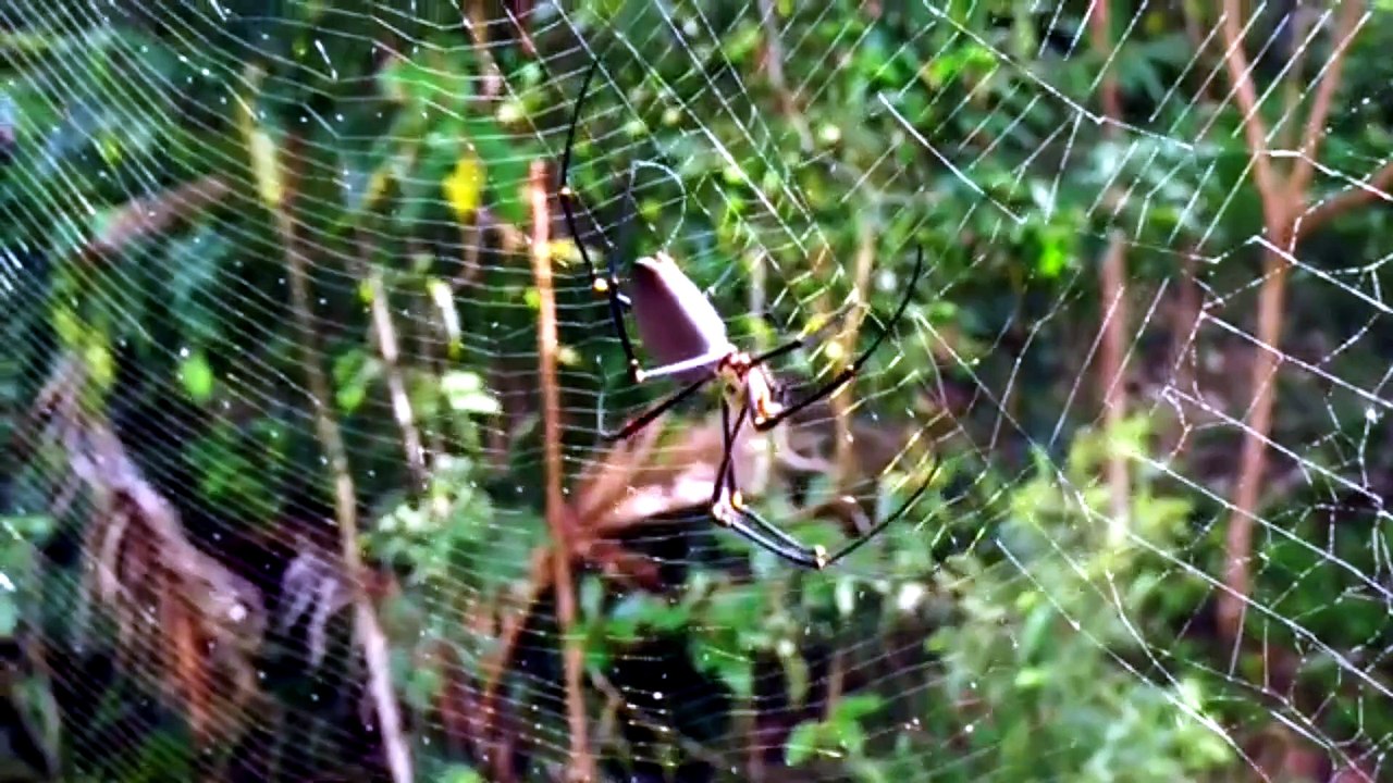what does the funnel web spider eat