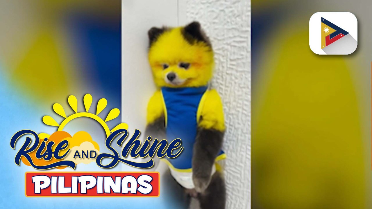 Wednesday Pet's Day | Adorable warrior na si Lexi