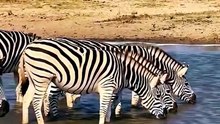 Zebra River Crossing: Escaping Crocodile Ambush in the Wild