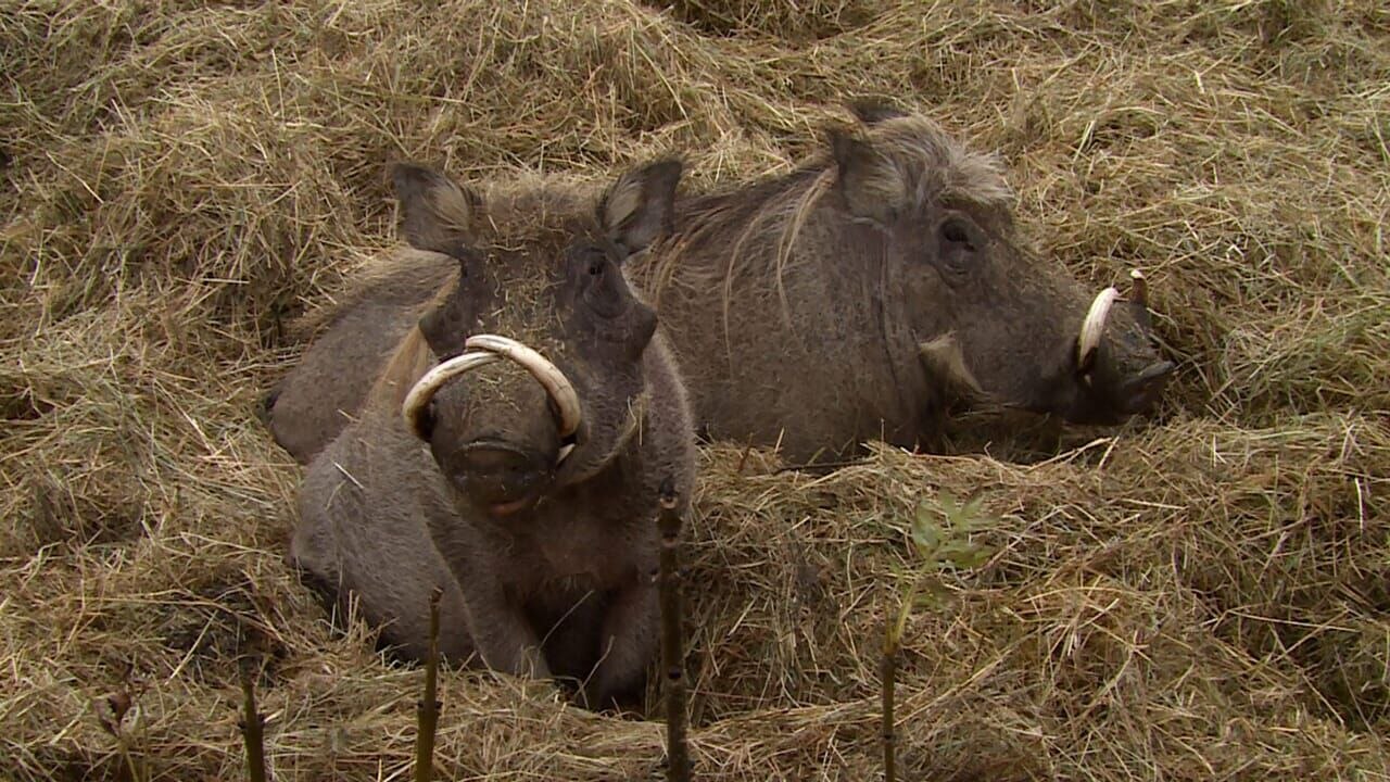 100 jours avec les animaux du zoo