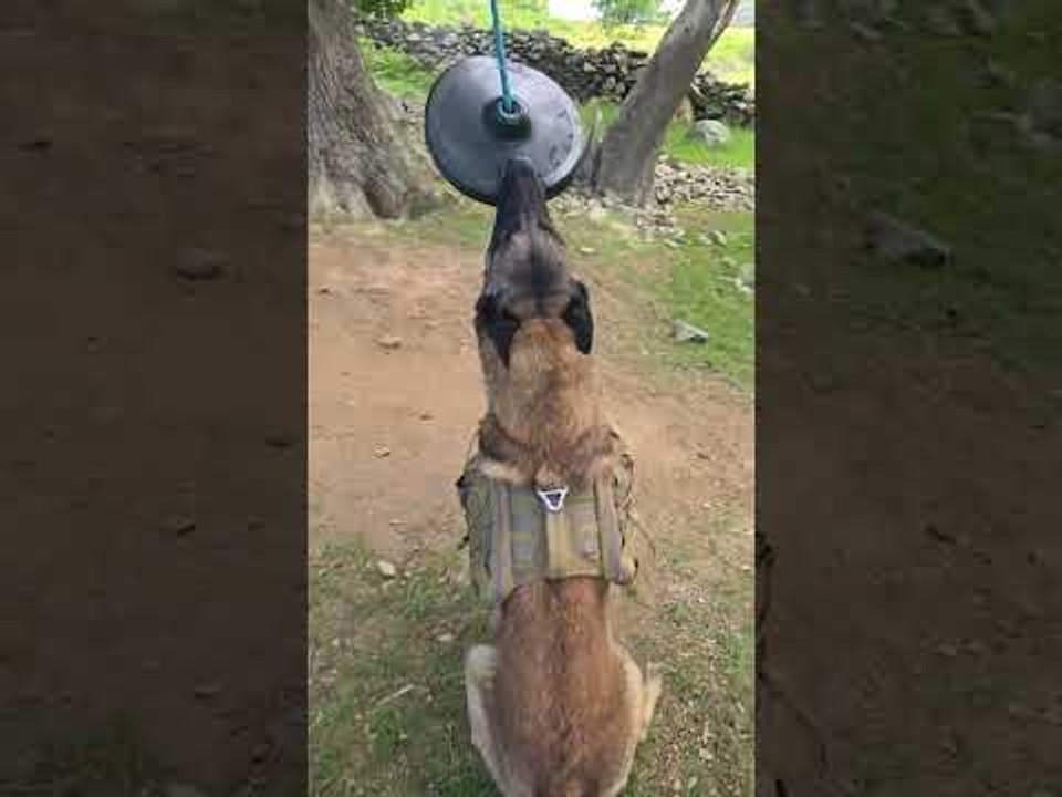 Belgian Malinois Grabs Onto Rope Swing and Starts to Play