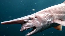 The Shark With a Slingshot Jaw | Goblin Shark | Deep Wildlife