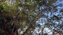 White-bellied Cuckooshrikes