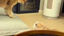 When The Little Visitor Realizes He Made A Mistake 🐾😂
