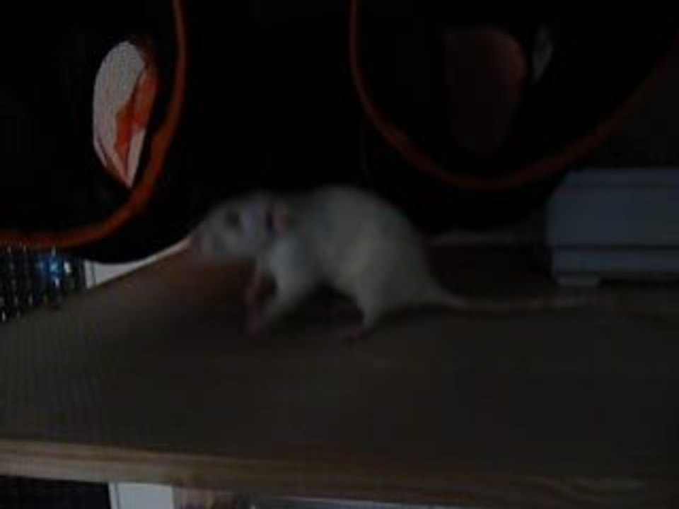 Kiwi ,Wendy et Bull s'éclatent !!!