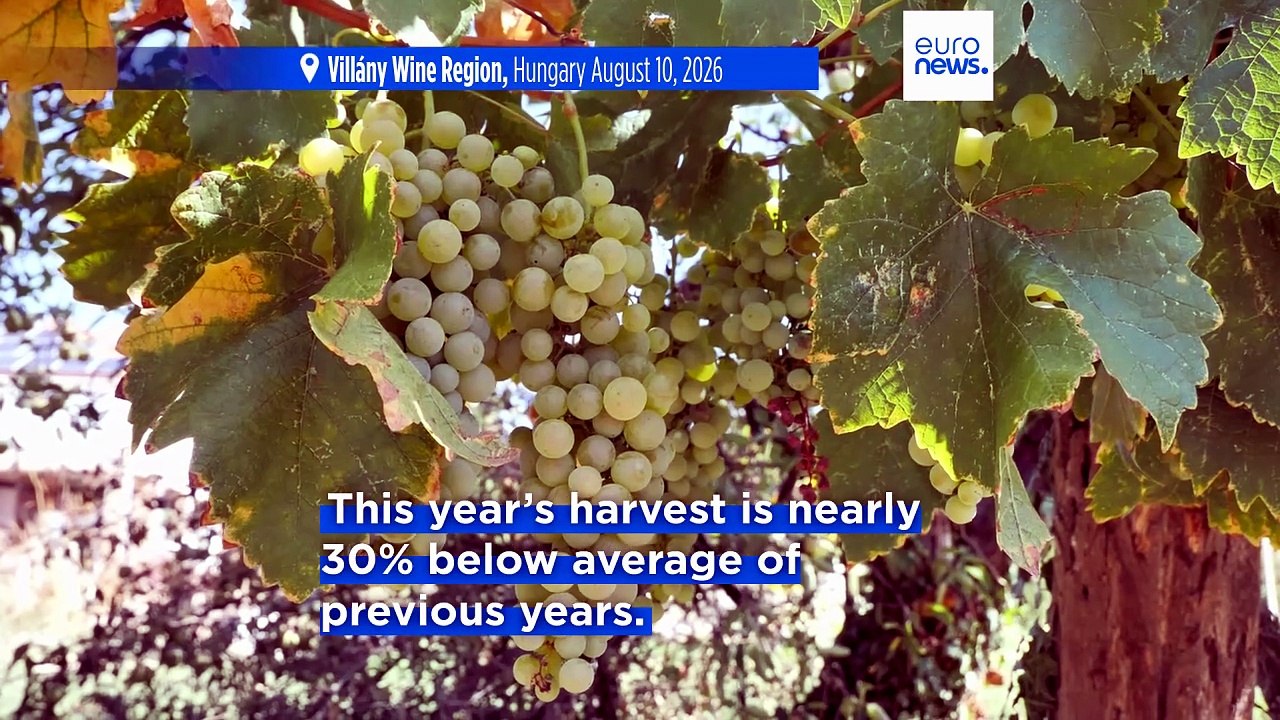 Grape harvest in Hungary's Villány wine region down 30% due to drought