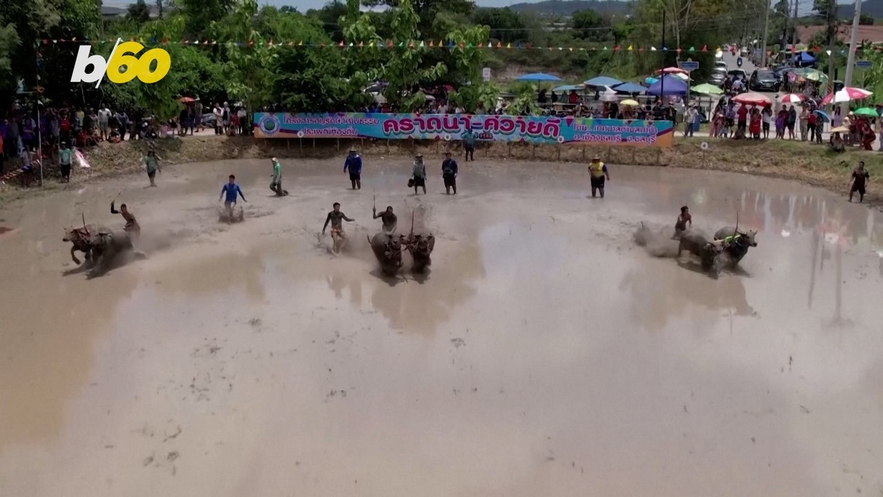 Inside Thailand's annual water buffalo race to kick off rice season
