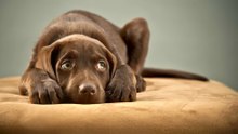 Twelve dog breeds prone to anxiety; is your dog on the list?