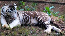 Twelve of the World's Rarest Mammals