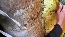 Honey Forest