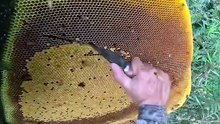 Honey forest
