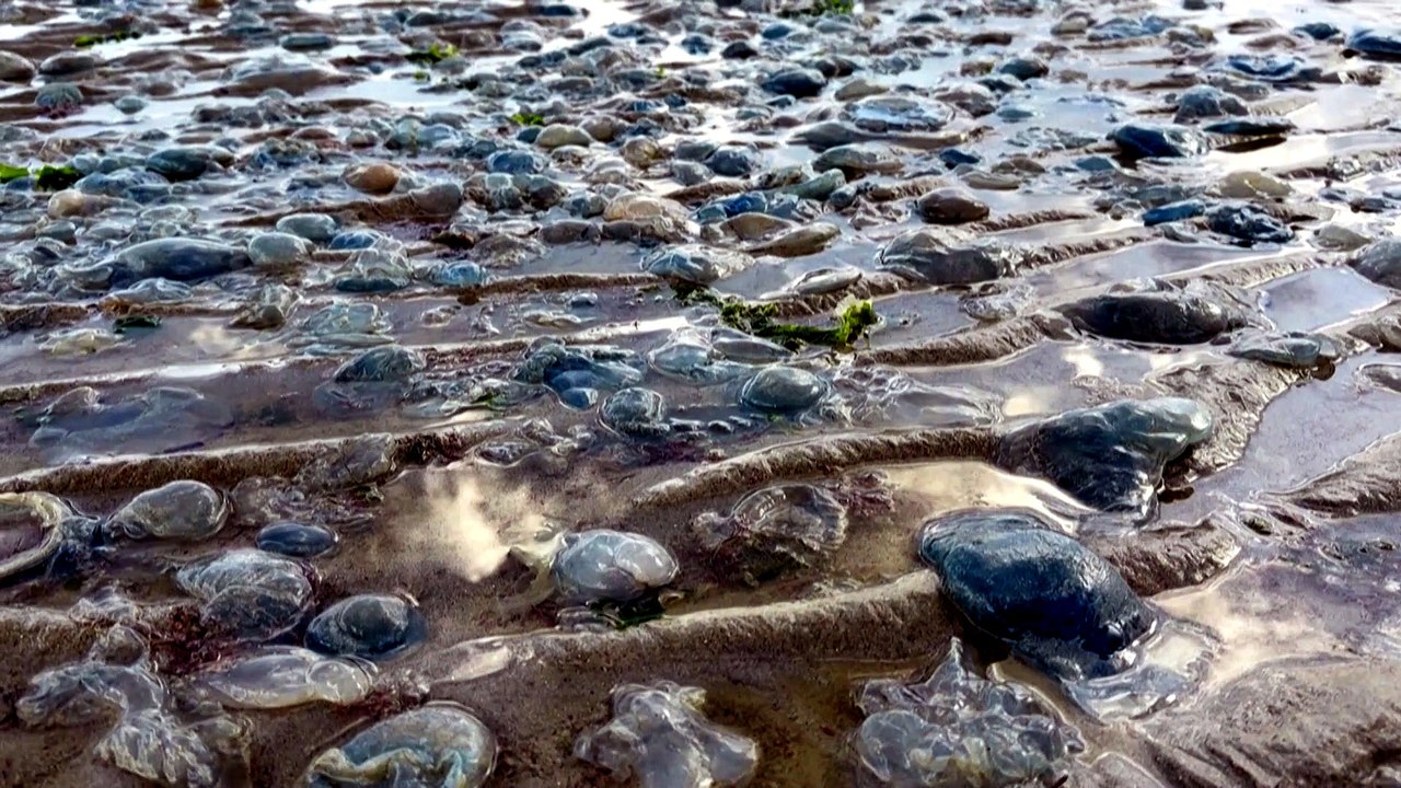 Jellyfish at French nuclear plant