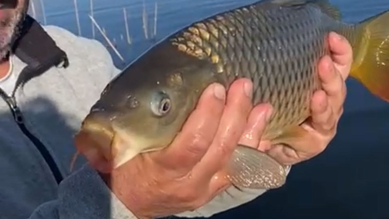 Man Tries To Kiss The Fish But It Has Other Plans