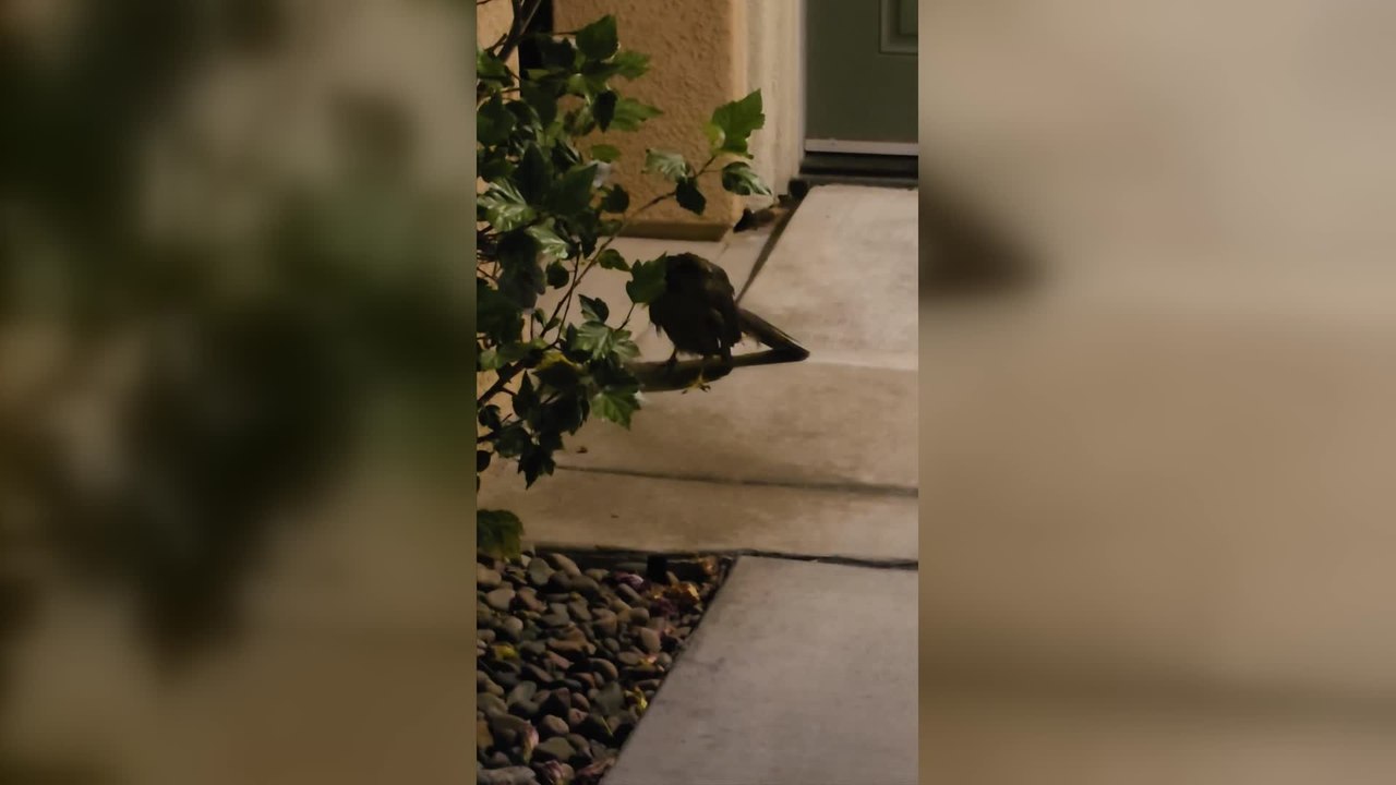 Couple Rescues Injured Hawk After Mistaking It for a Crow