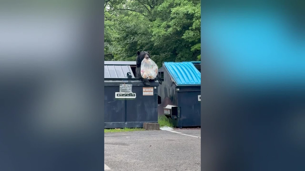 Bear Climbs Out of Dumpster With Bag of Trash in Its Mouth