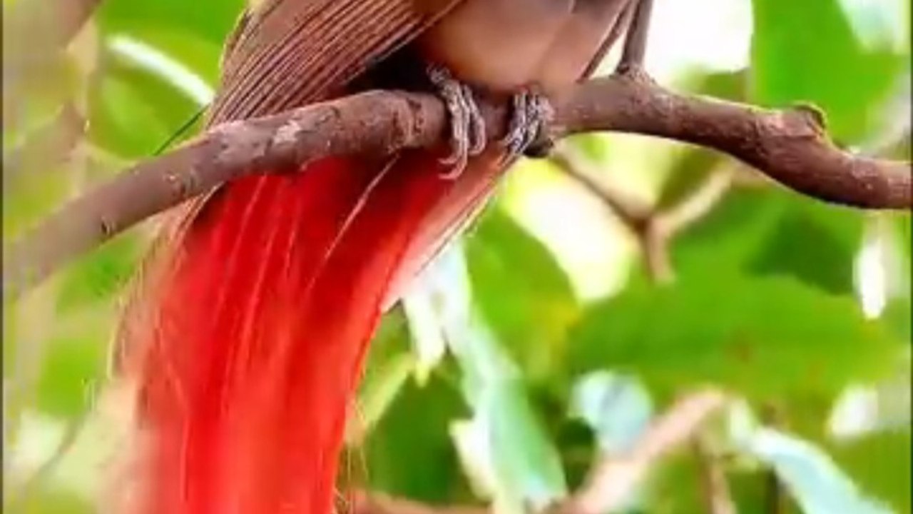 Top 10 Beautiful Birds | Wildlife Adventure 4k- React-ATVserial