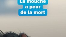 La mouche a peur de la mort...