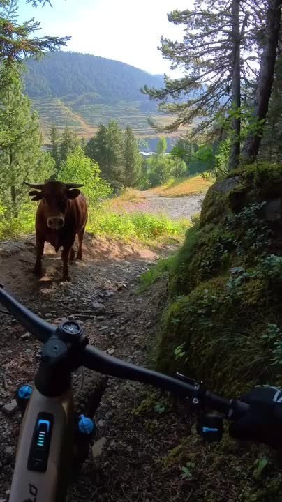 Cyclist Encounters Bull Blocking Mountain Trail