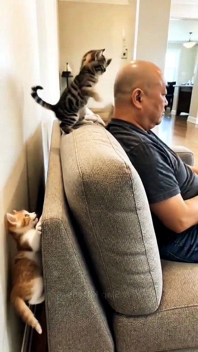 slap #funny #cat #shortsfeed