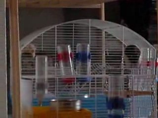 Kiwi,Bulle et Wendy s'éclatent avec Hélios