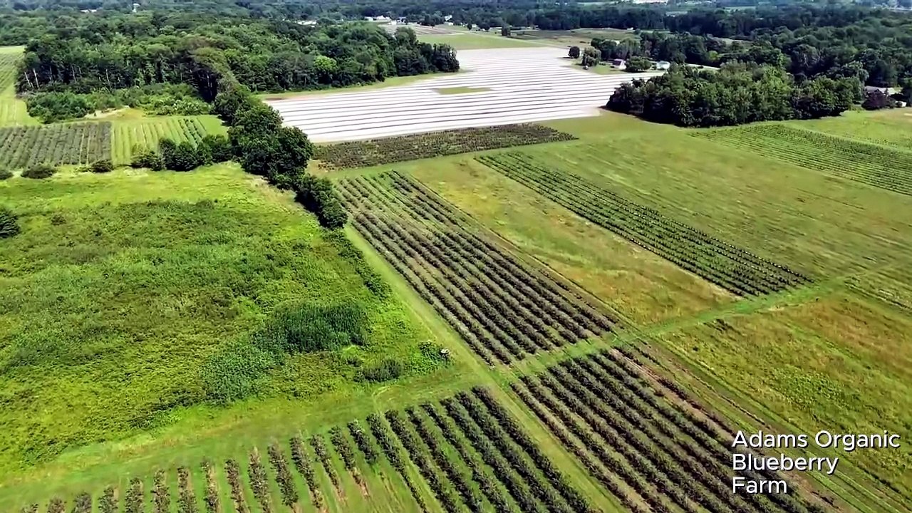 Adam's Organic Blueberry Farm