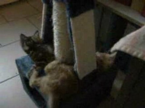 Les chatons en plein jeux