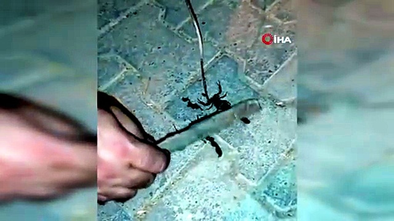 Evleri Akrepler Bastı!