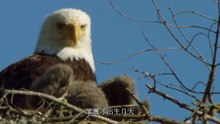 Olympic & America's National Parks 美国国家公园
