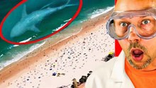 Des observations incroyables de mégalodon : les preuves qu’il existe vraiment !