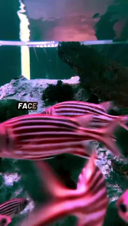 This Animal Can Regrow Its Heart! 🤯