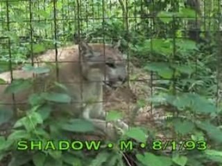 Cougars of Big Cat Rescue