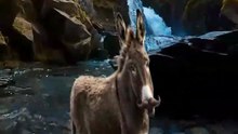 SpinningMule - #funnyanimals #pets #fyp #SpinningMule