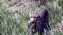 A cheetah that killed a bat-eared fox 🦊