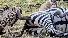 Bad-Ass African Vultures 🔥