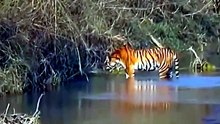 Out steps the beast; a tigress encounters a monster male | Bardia National Park  🐾🔥