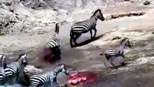 Disemboweled zebra continues to run on fumes purely on adrenaline 🔥