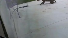 🐆🐊💀 An Unexpected Backyard Encounter 😱🏡  This image appears to show a bobcat confronting a young American alligator on a residential patio. 🔥