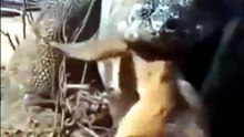 Nature is Brutal 💥 Komodo Dragon eating baby Goat 🔥